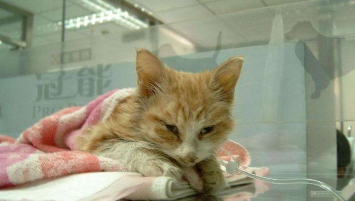 小猫拉稀应该怎么办？（宠物猫出现拉稀的原因和解决方法）