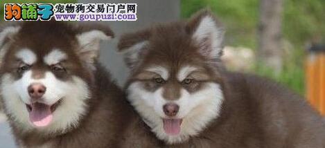 成犬阿拉斯加的饲养费用一览（养宠物，要了解饲养费用，防止超支）