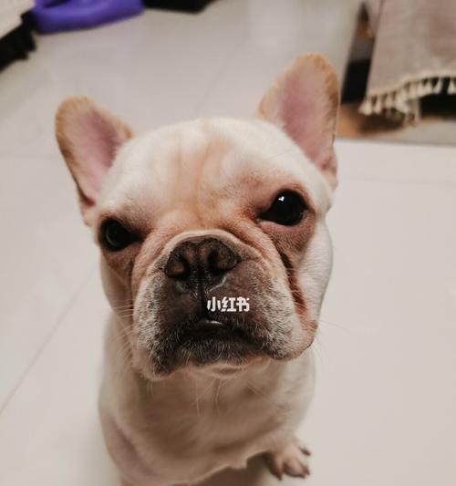 如何预防法国斗牛犬的皮肤病？（以宠物为主，学会正确护理和保护法国斗牛犬的皮肤）