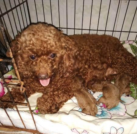 如何为刚出生的贵宾犬提供适宜的饮食（贵宾犬的健康从饮食开始）