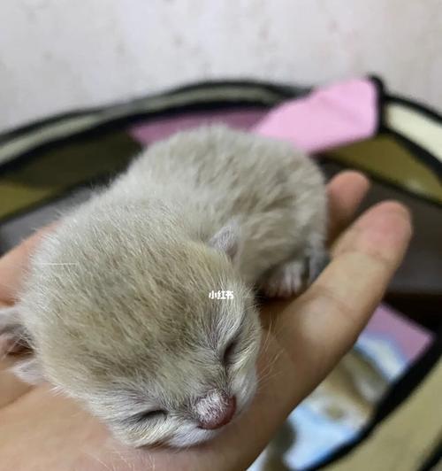 小猫宠物的护理与养育（初为猫妈妈的你，这些问题一定要注意！）