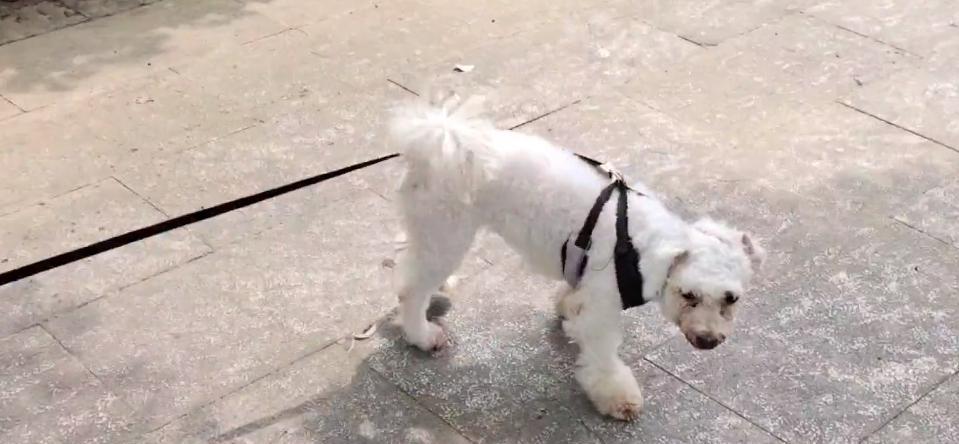 小狗洗澡全攻略（以宠物为主，从新生儿到成年犬的洗澡指南）