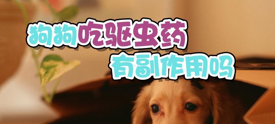 如何让宠物狗狗排出体内的虫子（驱虫药过后，如何帮助狗狗顺利排除体内虫子？）