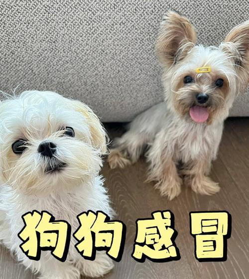 为何狗狗晚上会频繁打喷嚏？（预防狗狗晚上打喷嚏的方法）
