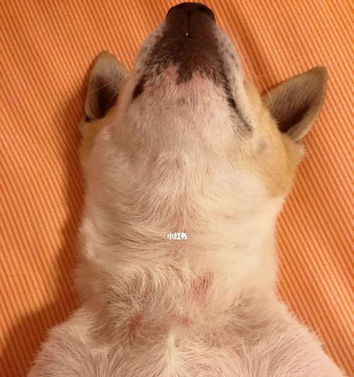 治疗狗狗皮肤病的方法