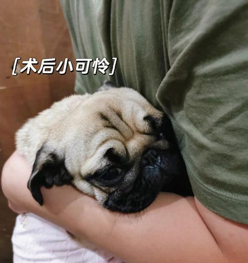 宠物狗绝育后饮水时间掌握要点（探究狗狗绝育后饮水的正确方法和时间）