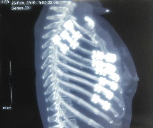 宠物骨折的常见治疗方法（宠物骨折的常见治疗方法）