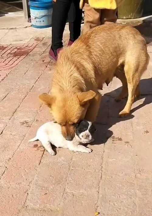 宠物老年犬憋不住了，应该怎么办？（宠物老年犬的尿失禁问题解决方法）