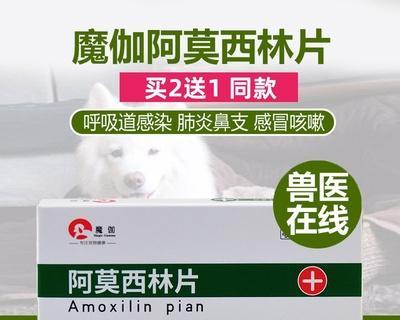 如何选择适合狗狗皮肤病的消炎药？（从宠物的健康和安全出发，选择合适的消炎药）