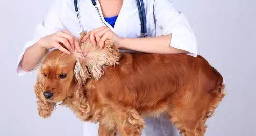宠物狗狗易感染的病毒剖析（预防和治疗，让爱宠健康无忧）