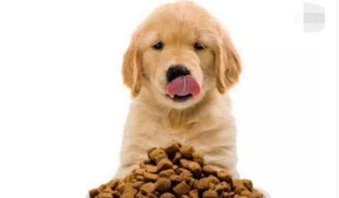 如何科学喂养三个月大的狗狗（每日合理狗粮分量及喂食技巧，狗狗健康成长的关键）