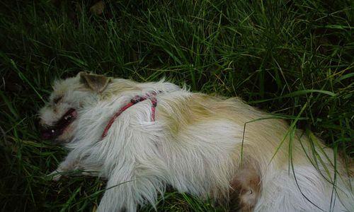 狗狗突然死亡，警醒宠物主人的重要性（了解常见犬病预防措施，保障爱宠健康）