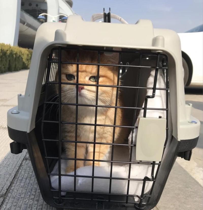 狗狗托运回来注意事项（以宠物为主的托运流程和注意事项）