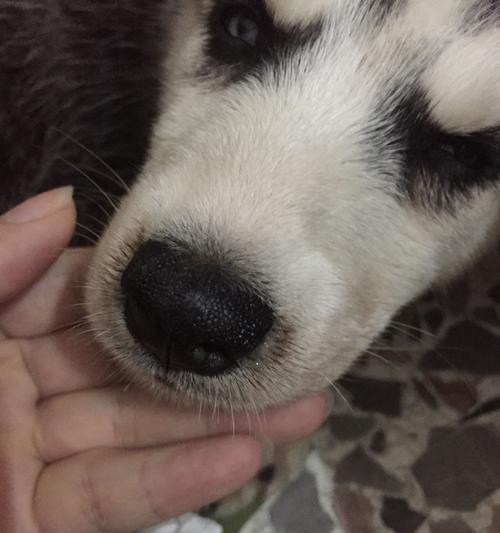 宠物狗狗为什么会流清鼻涕？（探究狗狗流清鼻涕的原因及解决方法）
