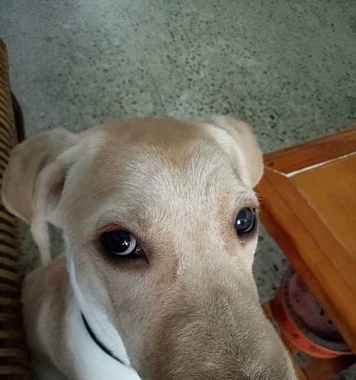 狗狗感冒流鼻涕怎么办？（宠物照顾的必知之道）