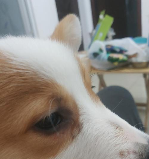 宠物狗狗红眼屎的原因分析（为什么狗狗会有红眼屎？如何预防与治疗？）