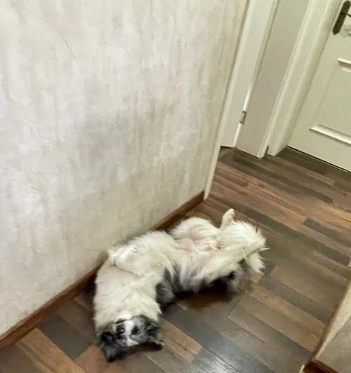 家里狗狗狂奔，如何应对？（从宠物性格、家居环境、训练方法三方面着手，让狗狗不再狂奔）