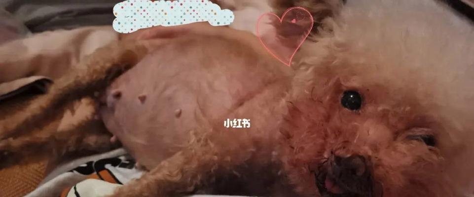 宠物狗咳嗽一直不好怎么办？（专业医生建议，让爱犬重获健康）