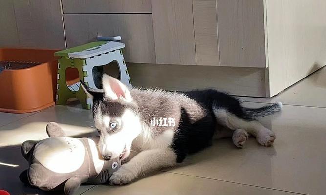 哈士奇六个月大的狗粮喂养指南（如何科学合理地喂养哈士奇宠物狗粮？）