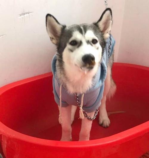 解决哈士奇幼犬进食过量呕吐的问题（以宠物为主，如何正确应对幼犬进食过量呕吐的情况）