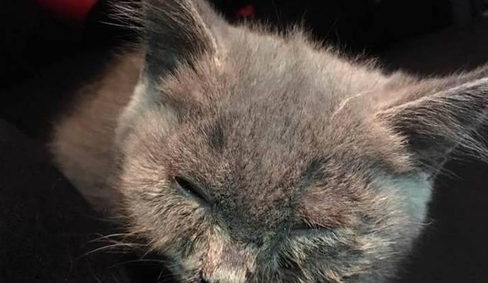 怀孕猫咳嗽打喷嚏是怎么回事？（宠物家庭必看，了解猫咳嗽打喷嚏的原因及治疗方法）