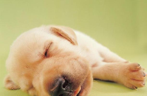 养一只健康的小狗，需注意的特征（宠物犬的健康标准和养护要点）