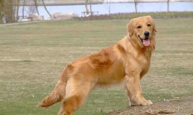 金毛幼犬价格一览（以宠物为主，预算有限的狗主必读！）