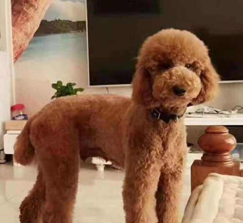 如何科学喂养巨型贵宾犬幻犬？（从宠物健康、食材选择、进食时间等方面详解养护要点）