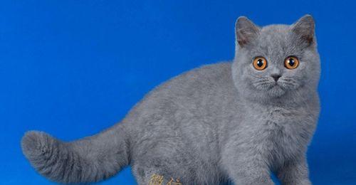 以蓝色英国短毛猫为宠物，你需要知道的价格和事项