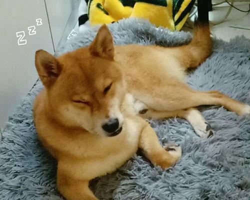 养两个月柴犬，每天该喂多少狗粮？（了解柴犬的饮食需求，让宠物健康成长）