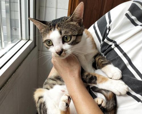 如何正确喂养6个月以下的小猫（让宠物健康成长的重要指南）