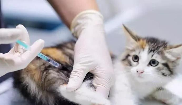 如何应对猫咪打完疫苗后的过敏反应