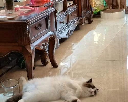 宠物呕吐的原因与处理方法（探究猫和狗呕吐的不同原因及处理方法）