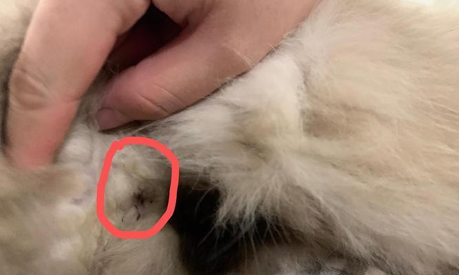 宠物猫为什么会流血？解决方法你必须知道（如何预防和治疗宠物猫的肛门炎症）