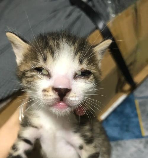 揭秘宠物猫为什么流眼泪，如何清理眼屎（探究猫咪的眼泪与眼屎产生原因，提供有效清理方法）