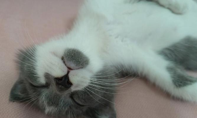揭秘猫咪为何白天睡觉晚上不睡觉（探究猫咪睡眠习惯的科学原理及适应方法）