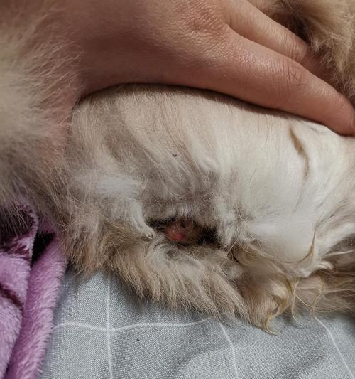 宠物猫咪便秘的原因（探讨猫咪便秘的症状和处理方法）