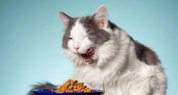 教你如何让宠物猫咪爱吃饭拉屎！