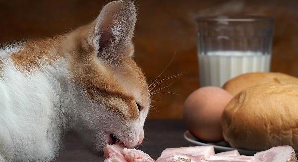 宠物猫不吃东西干呕，病因分析与治疗方法探究（猫咪健康问题解决方法，以食物为基础的治疗方案探索）