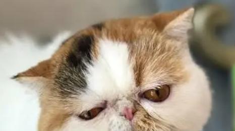 为什么我的猫咪不吃猫草也不吃化毛膏？（探究猫咪食欲的特点和需求）