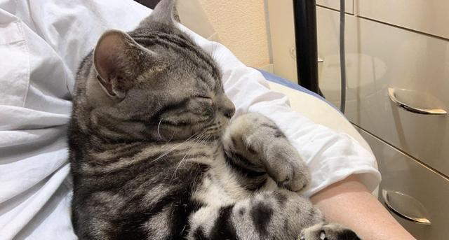 宠物猫咪与主人共睡，隐含的意义是什么？（揭示猫咪和主人共同睡眠的秘密，了解彼此间的情感纽带）