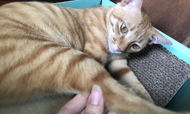 猫咪脚趾发炎怎么办？（教你应对猫咪脚趾发炎的实用方法）