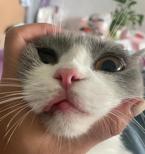 猫咪口腔溃疡（了解猫咪口腔溃疡的原因及预防方法）