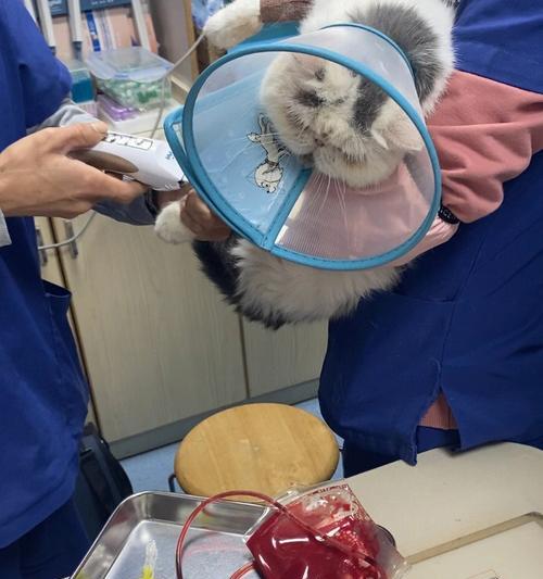猫咪肾衰竭的治疗方法（保护你心爱宠物的肾脏健康）