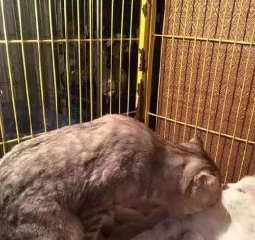 猫咪生孩子狗吃什么消炎药？（宠物生产需要注意的细节与安全）