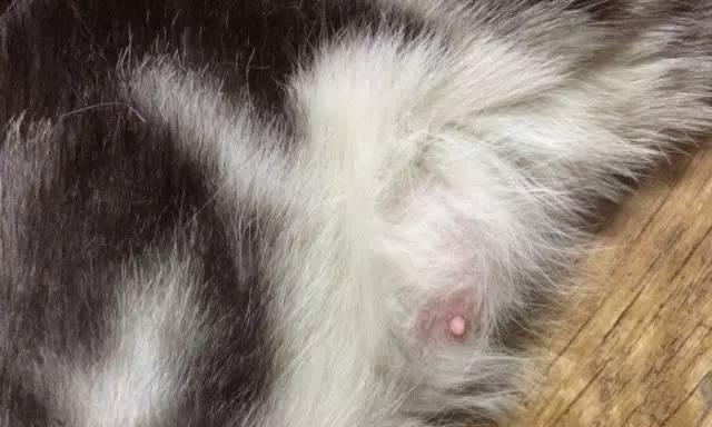 猫咪早产怎么办？（从宠物的角度来看，如何解决猫咪早产后不吃东西的问题？）