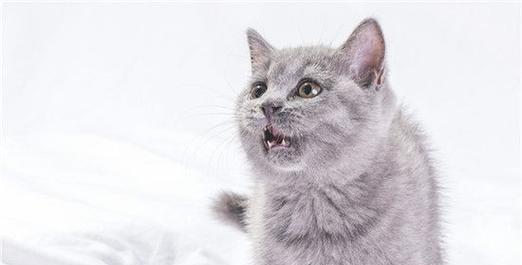 宠物猫咪睡觉咳嗽的原因及对策（宠物养护常识——猫咪常见病症探究）