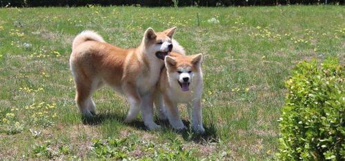 秋田幼犬的健康成长之道（宠物养护，营养合理）