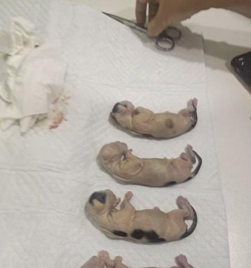 如何判断小猫怀孕初期症状（以宠物为主，了解小猫怀孕初期的表现与照顾）