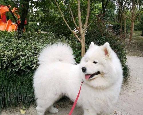 揭秘萨摩耶幼犬毛发为什么会黄（从遗传基因到日常护理，一探究竟）